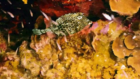 Beautiful Scenery of Marine Life