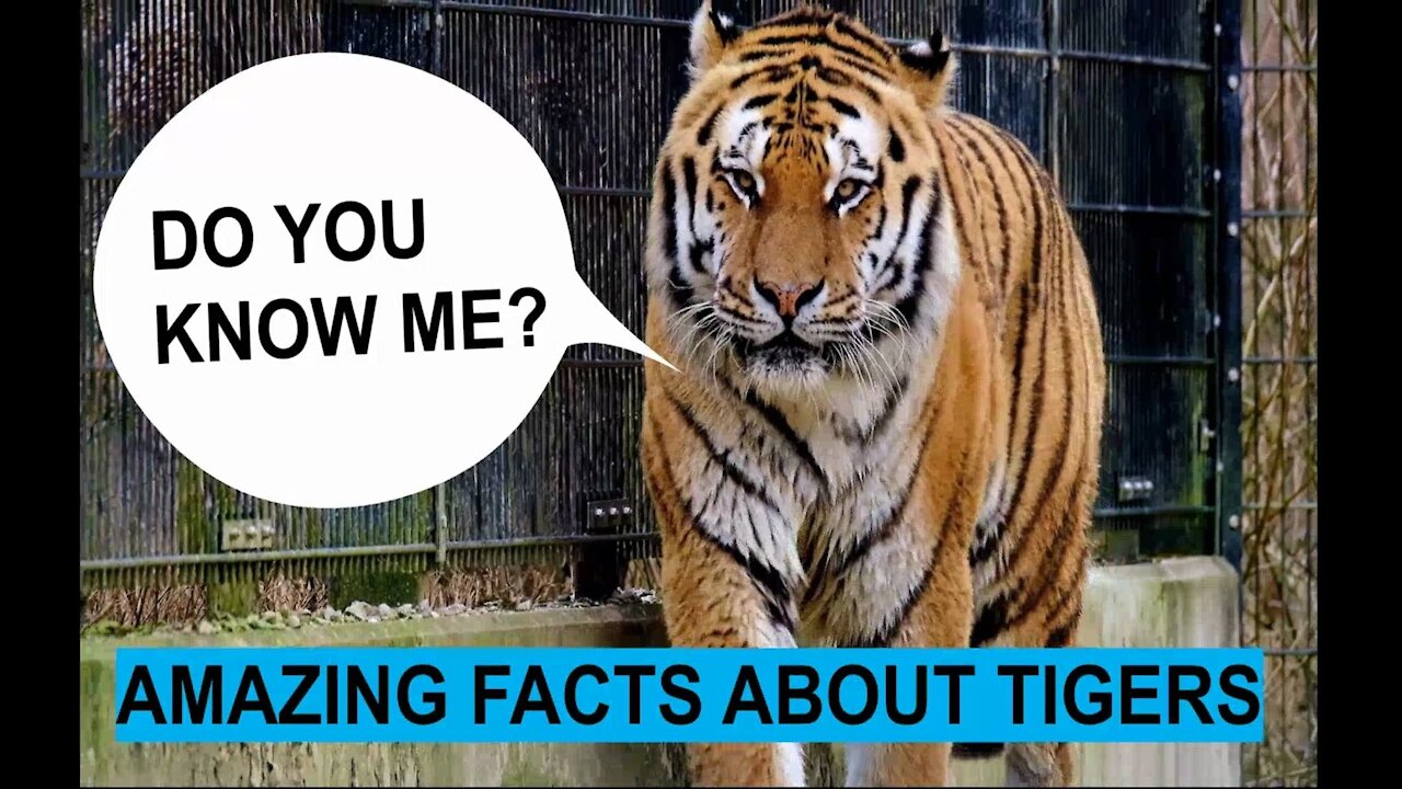 Incredible Facts about Tiger