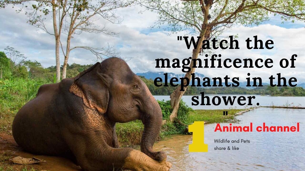 Watch the magnificence of elephants in the shower