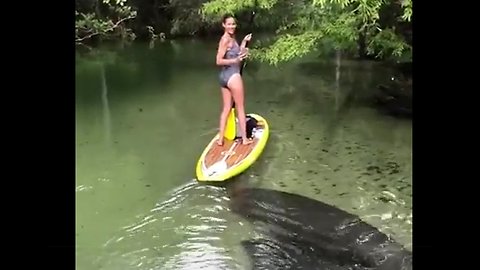 Paddle boarding with a beautiful manatee! 😍