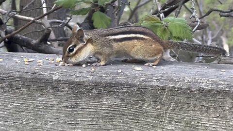 Chipmunk closeup