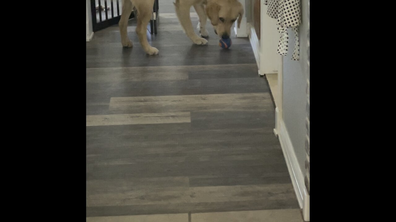 Golden retriever tries to pick up two balls.