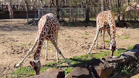 Giraffes At The Memphis Zoo