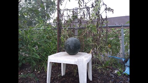 Our Last Sugar Baby Watermelon For 2024