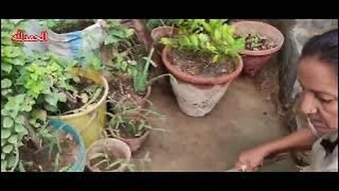 पौधों की स्थापना के लिए शीर्ष टिप्स जो आपको जानने चाहिएNaeem's plants were planted in home garden