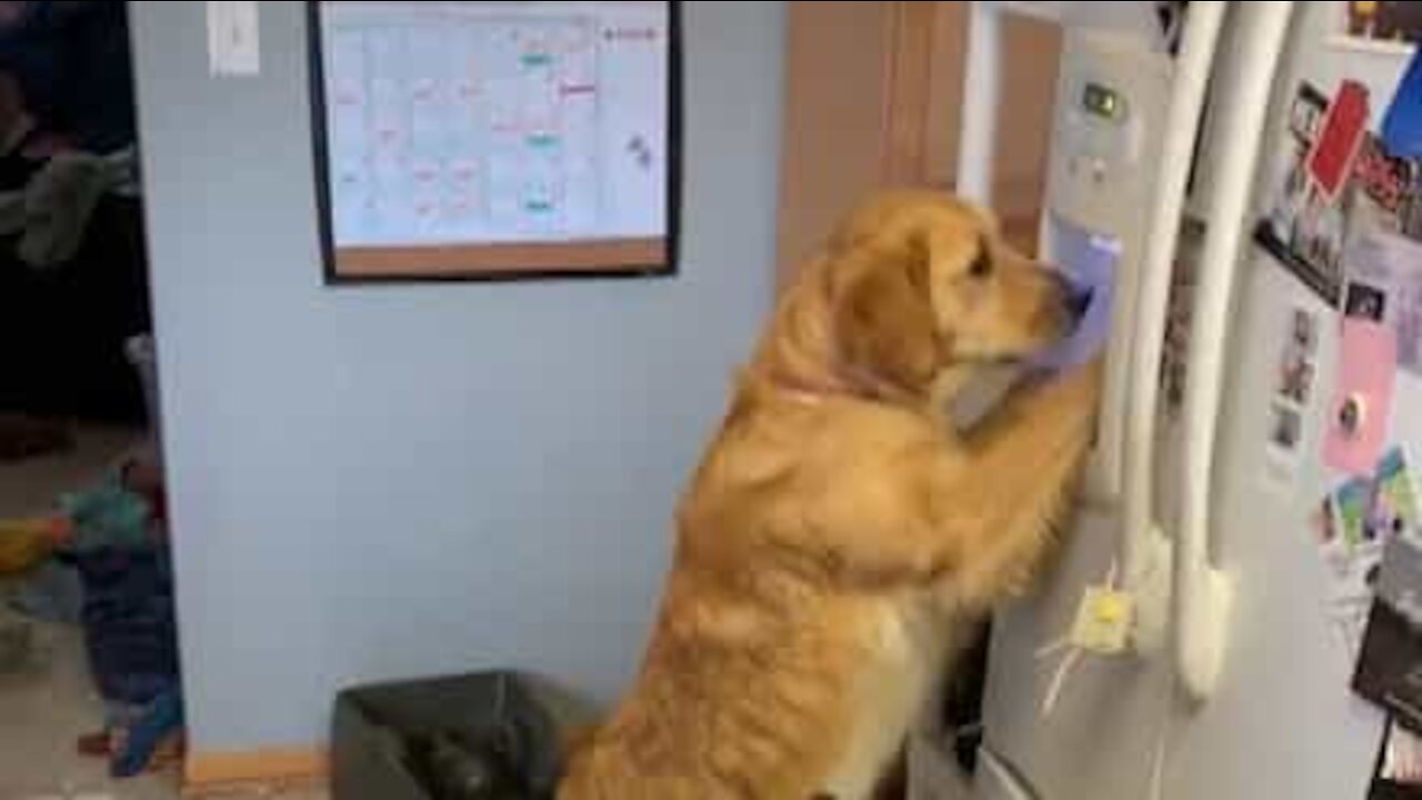 Un golden retriever accro aux glaçons