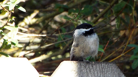 Black Capped Chickadee