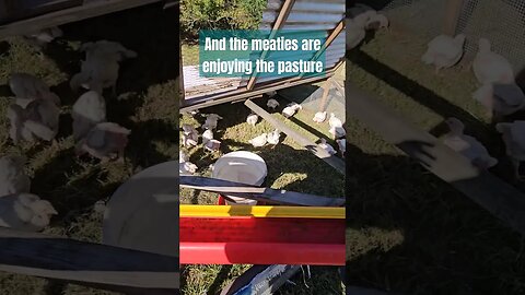 moving day for the meaties #homestead #video #shorts #farm #farmlife #homesteadlife #chickens