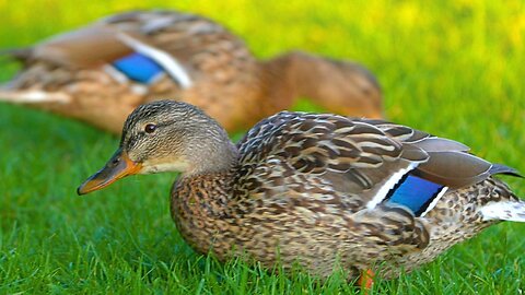 Short and Simple Mallard Duck Hen Foraging Video