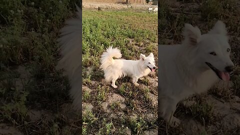 Russian Dog 🐕 in Pakistan #shortvideo #short #dog