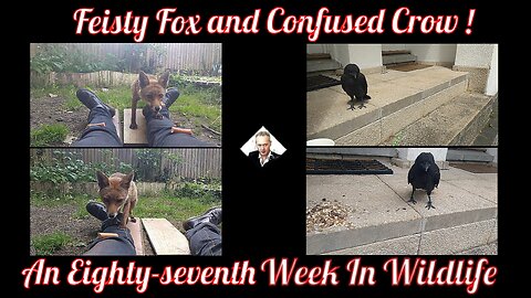 An Eighty-Seventh Week In Wildlife - Feisty Fox And Confused Crow !