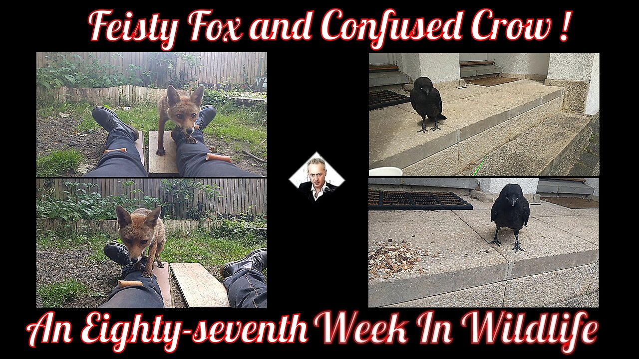 An Eighty-Seventh Week In Wildlife - Feisty Fox And Confused Crow !