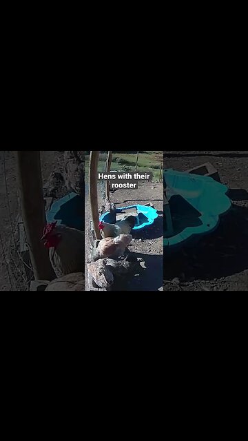 Farm surveillance. Roger the rooster and his hens