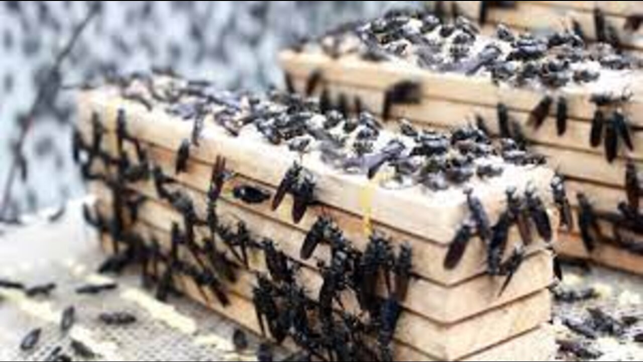 Black Soldier Fly Farming and Harvesting Egg To Maggot - Maggots convert food waste at insect farm