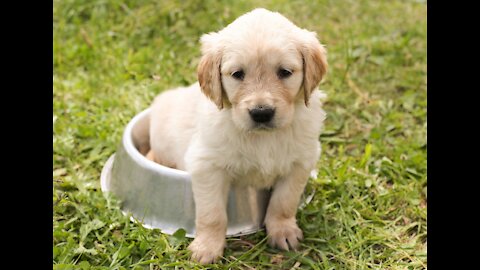 Funny dog during feeding