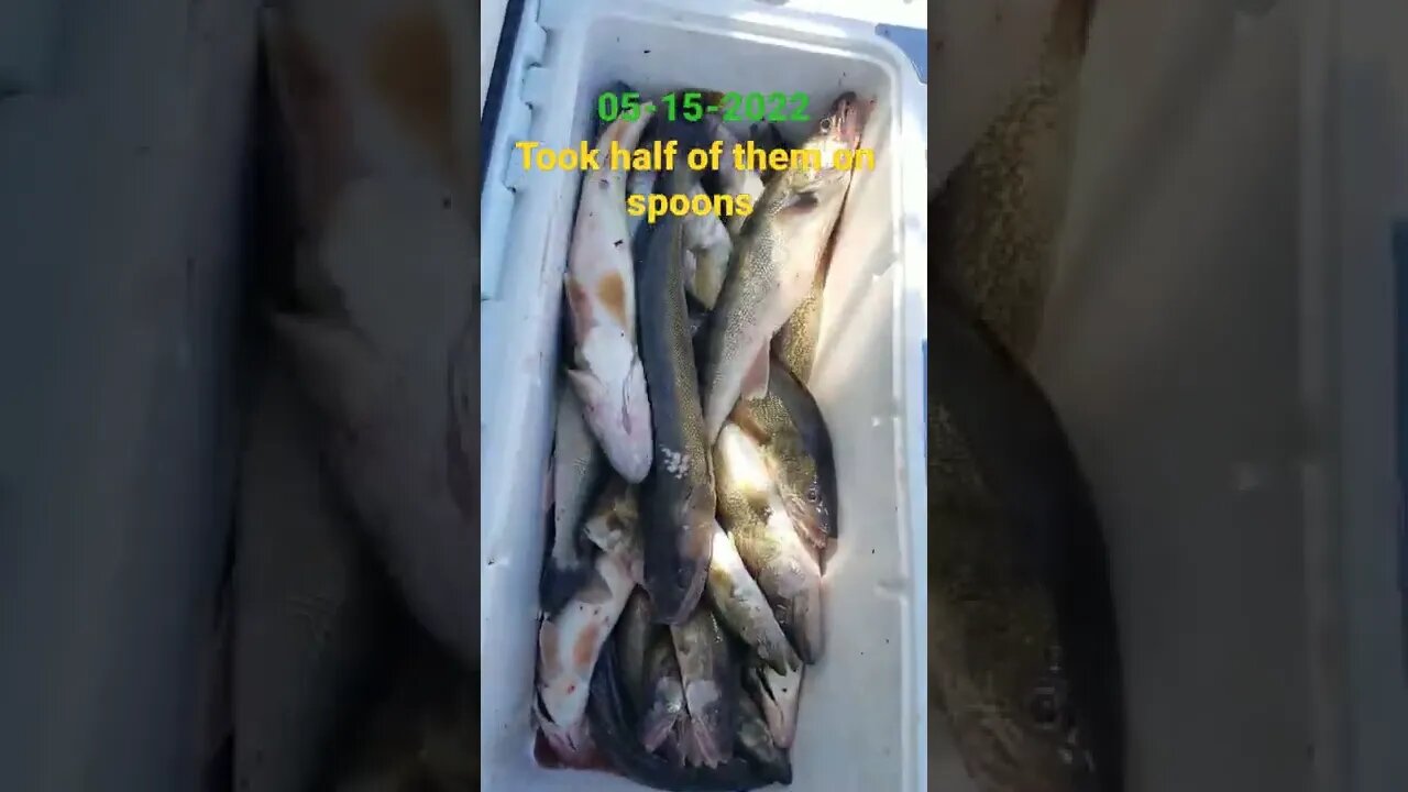 32 fish for our crew! Beautiful day on lake Erie! smaller fish started to show up but half were 24+"
