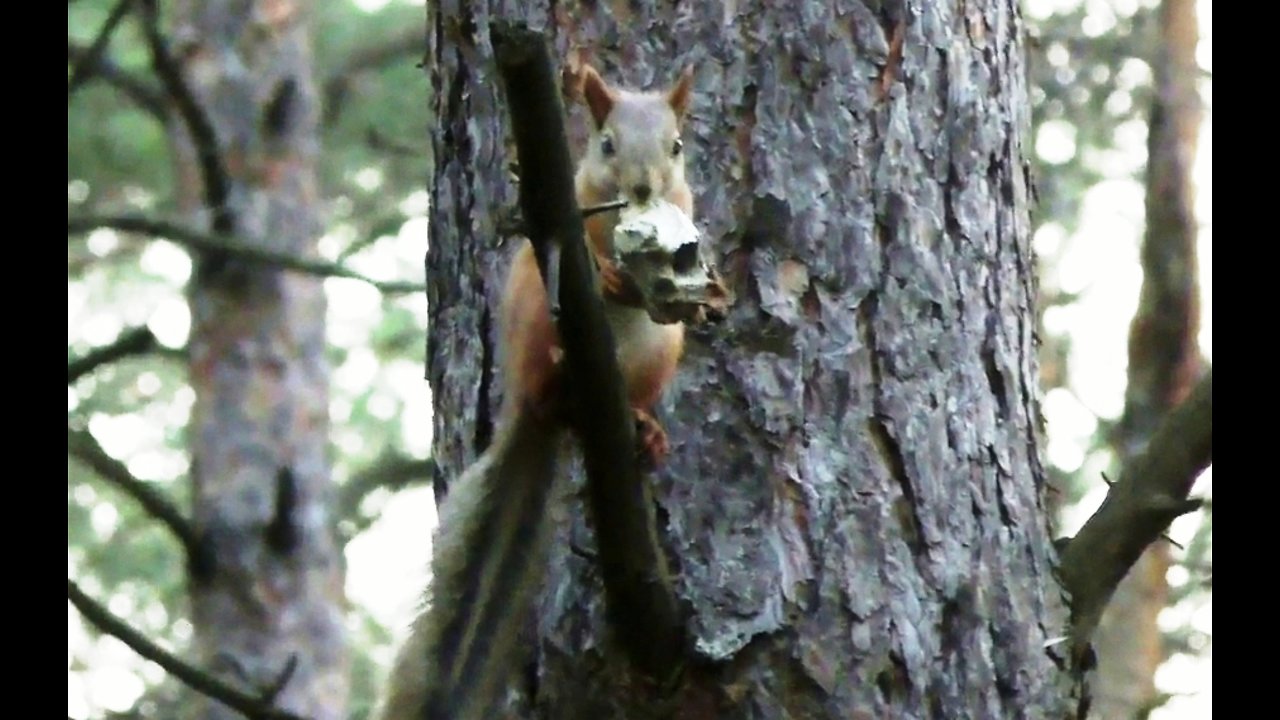 squirrel predator