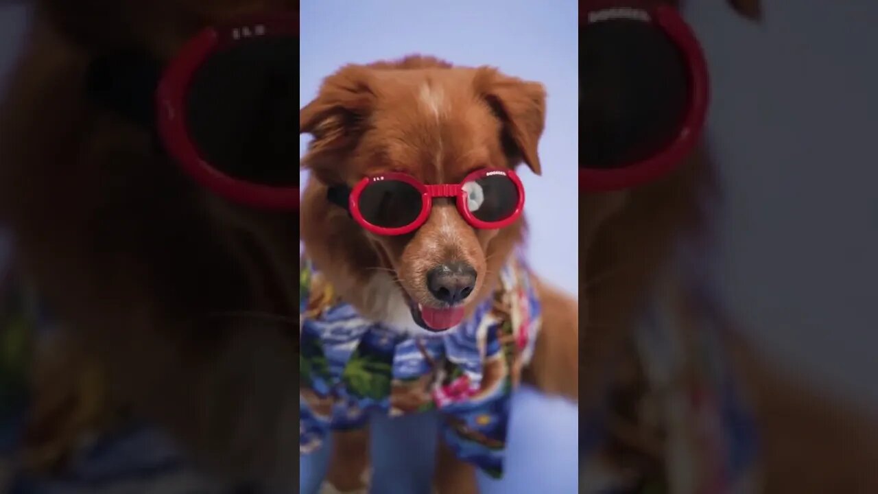 Funny Dog Wearing Glasses #Shorts