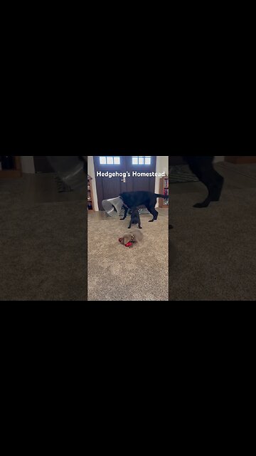 Lab puppy place with big lab