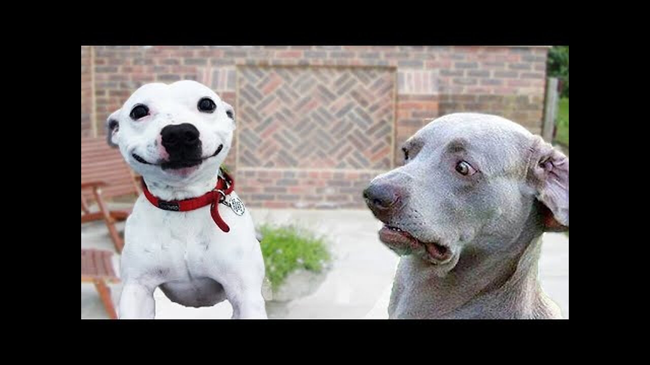 Funny animals - Funny cats / dogs - Funny animal videos 2024 - Part 2/FunWorld
