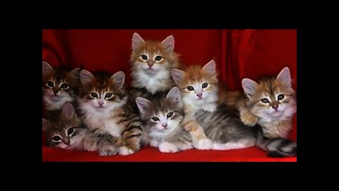 Cute Baby Cat Playing Kitten Video compilation