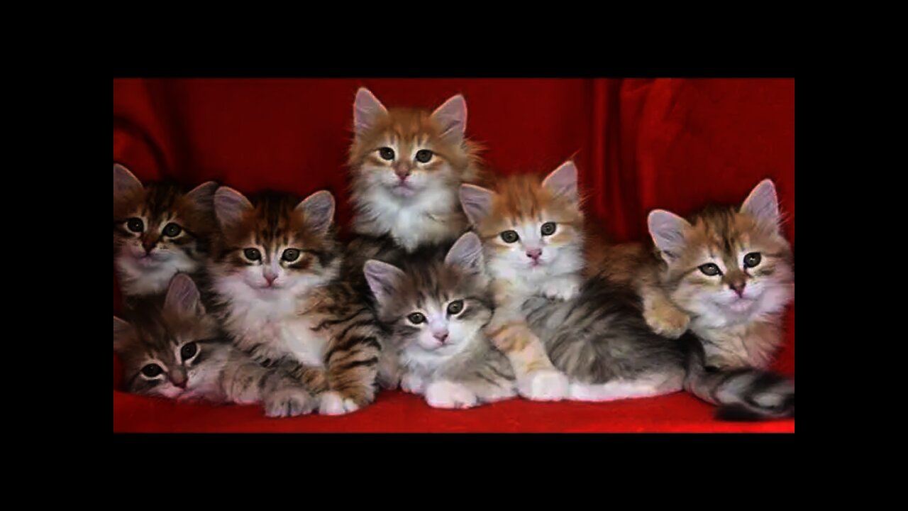 Cute Baby Cat Playing Kitten Video compilation