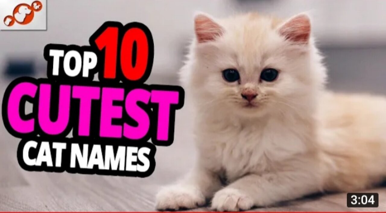 Cutest Cat Names : Top 10 Cutest Cat Names For Male & Female !