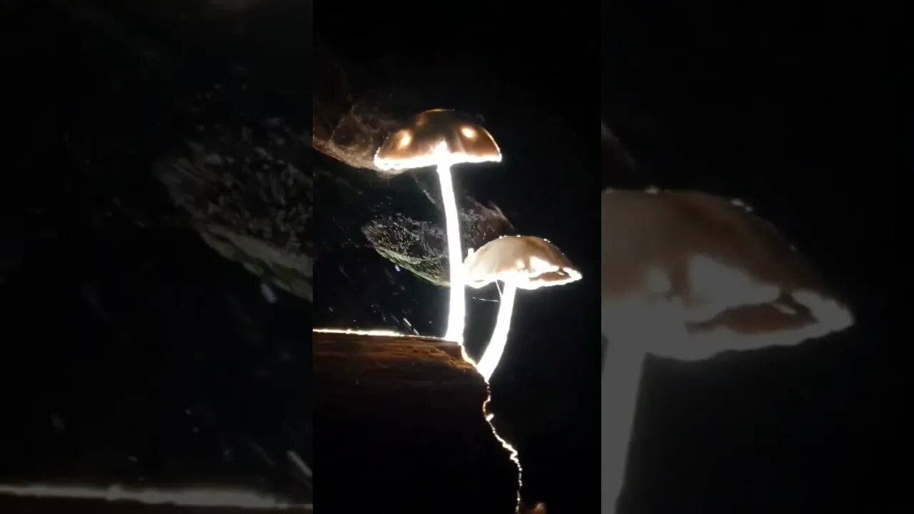 Mushrooms releasing spores #shorts