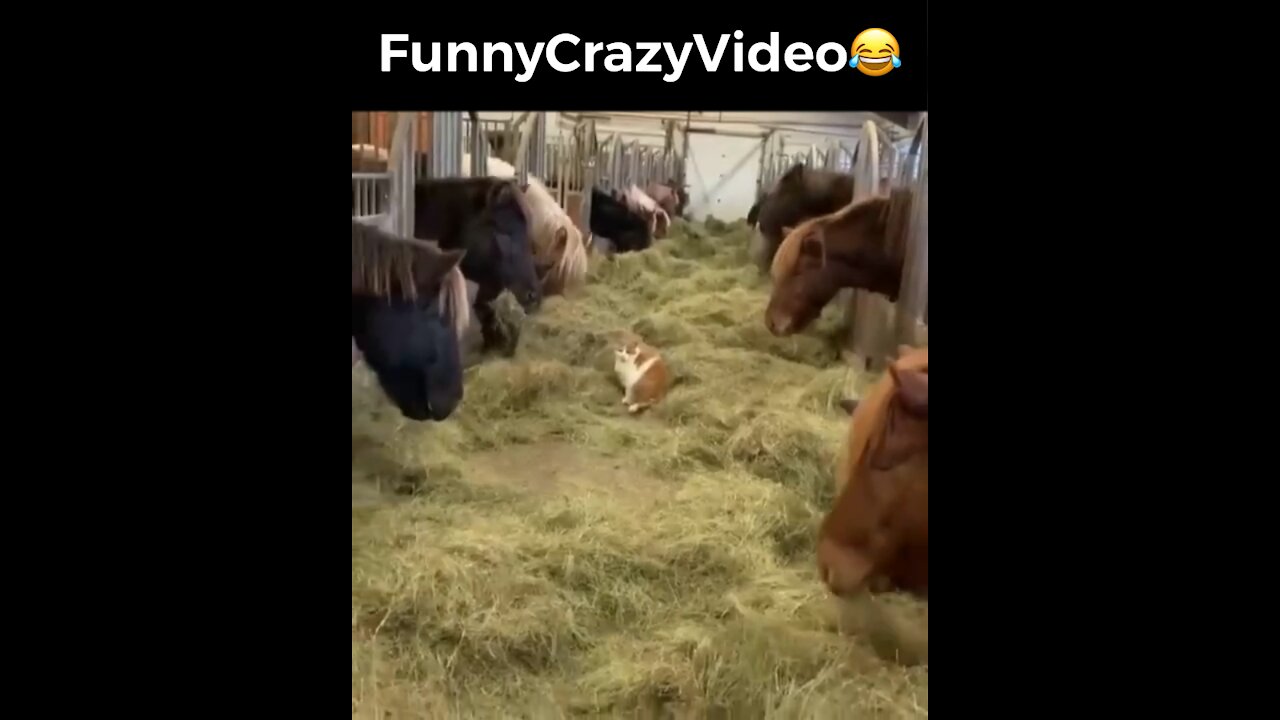 Mr FunnyCrazyVideo😂 Just Incredible Video Funny and Crazy #Like Follow for Follow 🥰