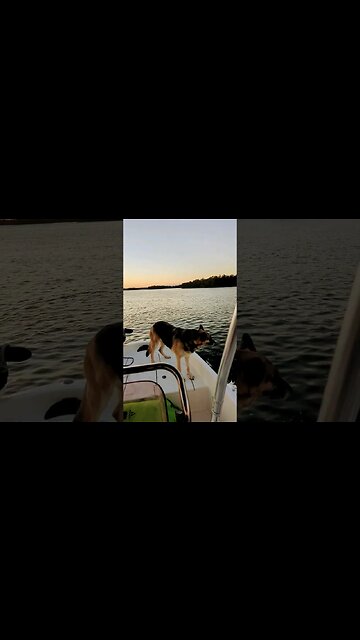 Florida Everglades Boating #doglover #bestfriend #camping #boating #floridaeverglades #visitflorida