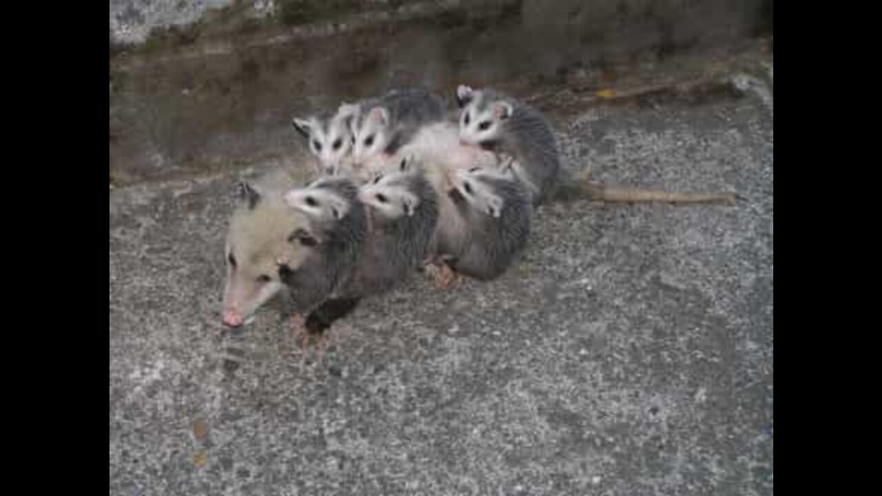 Família de gambás encontrada dentro de um fogão