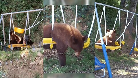 Bear claims the backyard swing set!