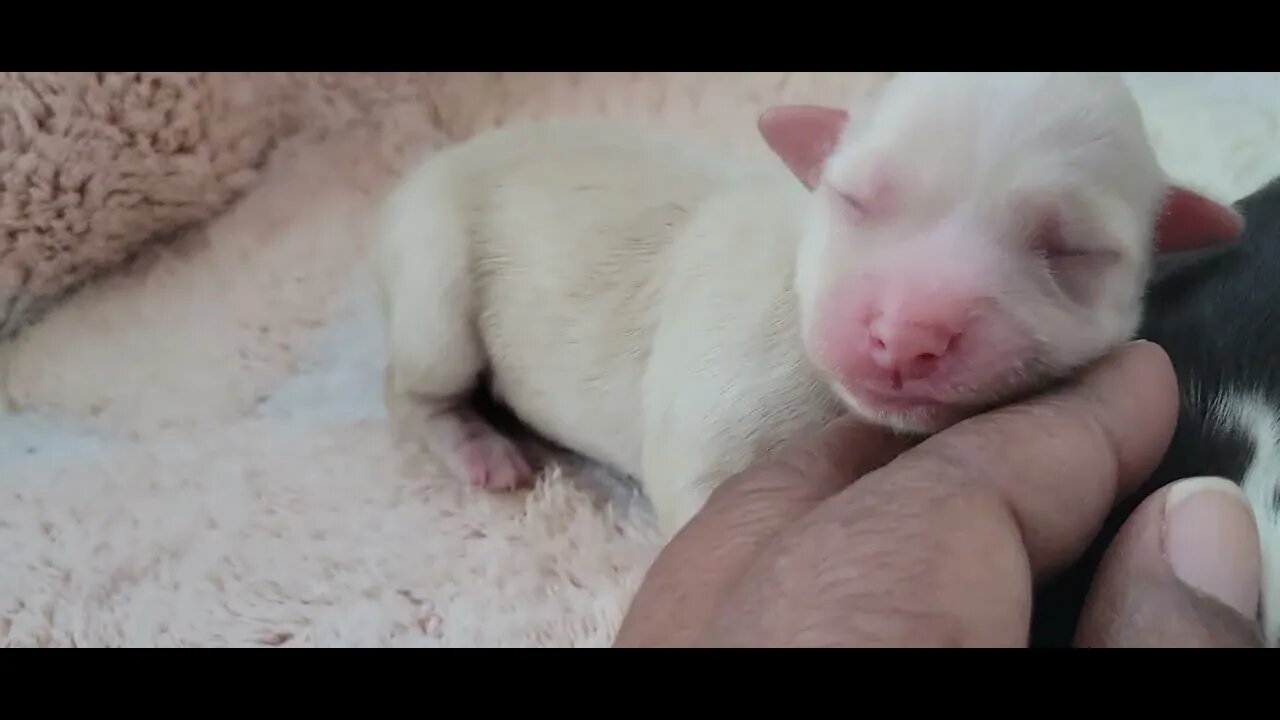 Raynah's "U/V" Litter (3)