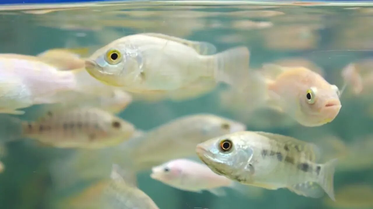 Fish in Aquarium Closeup