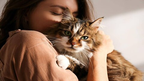 Cats climb on Owner's Back