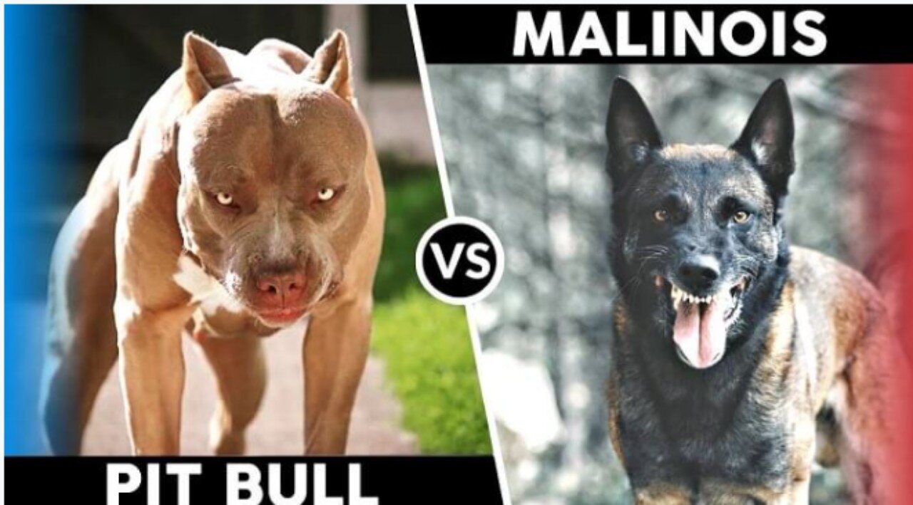 Pastor Belga Malinois vs American Pitbull Terrier😱