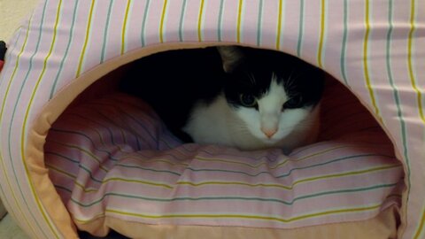 Pearl, my cat in her new house.