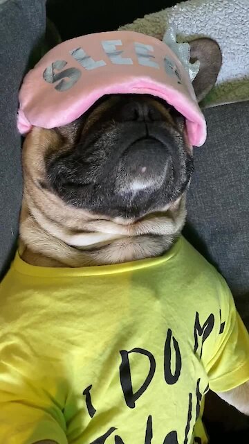 Pampered Frenchie Catches Up On His Beauty Sleep