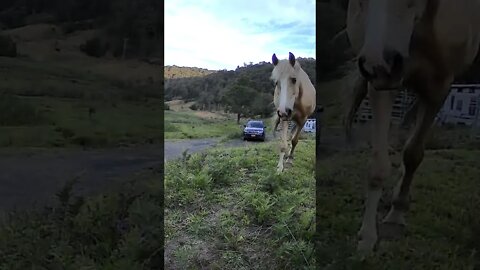 Stunning palomino brumby