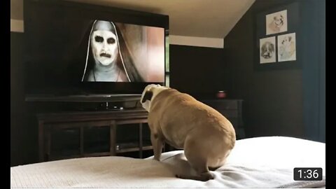 Bull dog reaction to the nun trailer