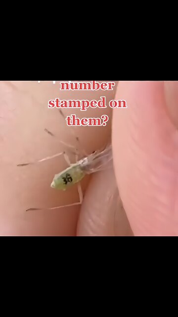 Bill gates mosquitoes with a serial number?