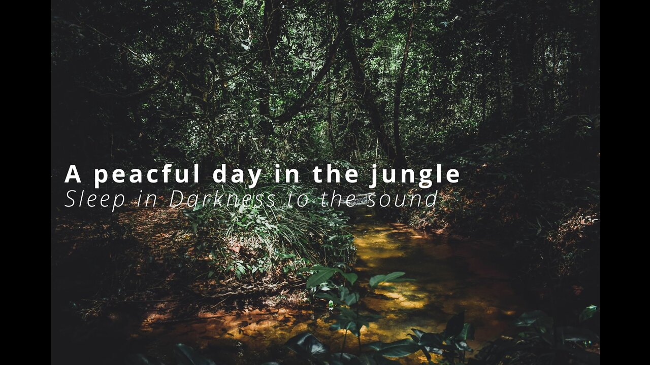 Peaceful Day in the Jungle - Sleep Sounds - Black Screen - 10 hours