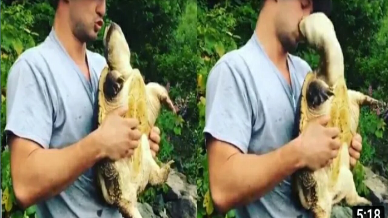 Man Got Bitten In His Mouth By Tortoise While Kissing