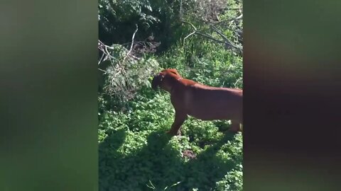 Baby Rhodesian Ridgeback, Mr. Brown Boldly Explores Wild World