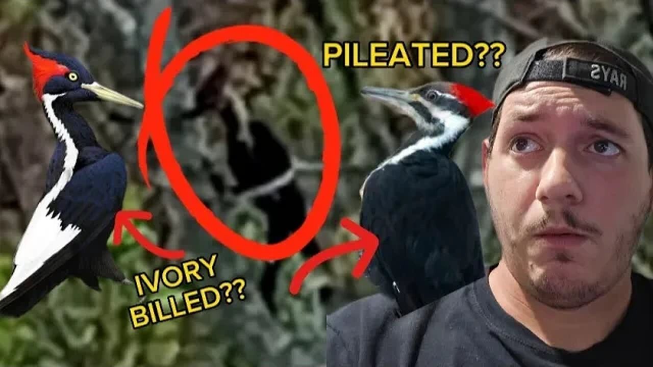 NEW Picture and Video PROOF of an Ivory Billed Woodpecker??