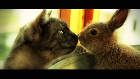 Funny video. Fight of a rabbit with a cat