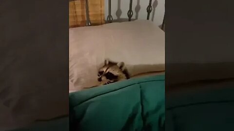 Raccoons are pretty lazy.