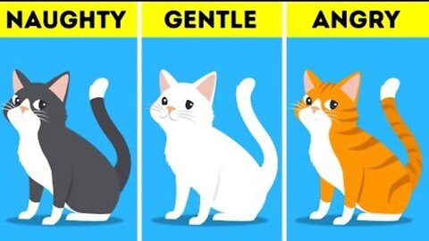 what your pets color says About their personality