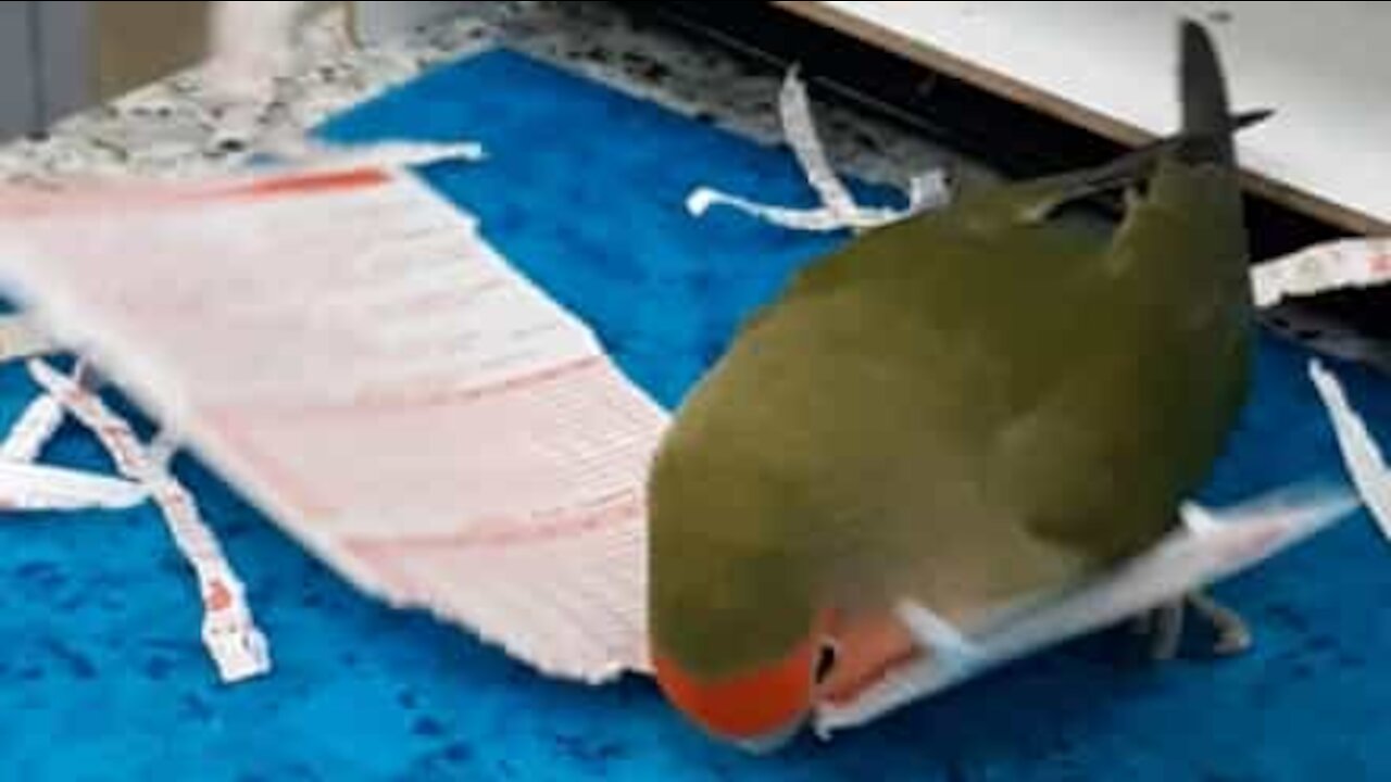 Parrot doubles as paper shredder