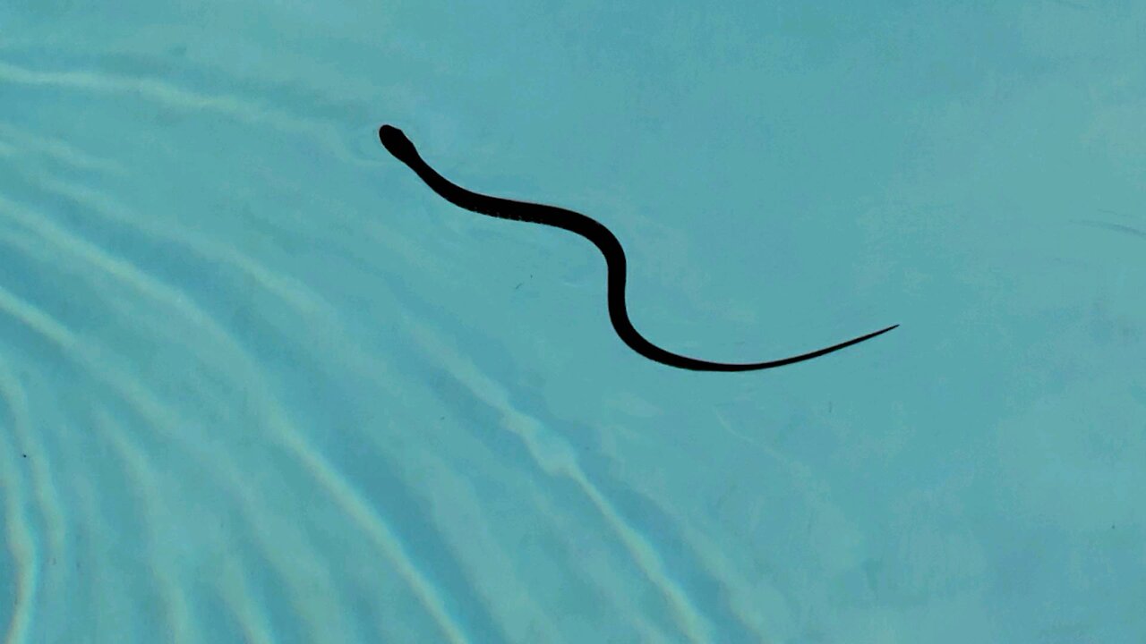 Found snake in pool